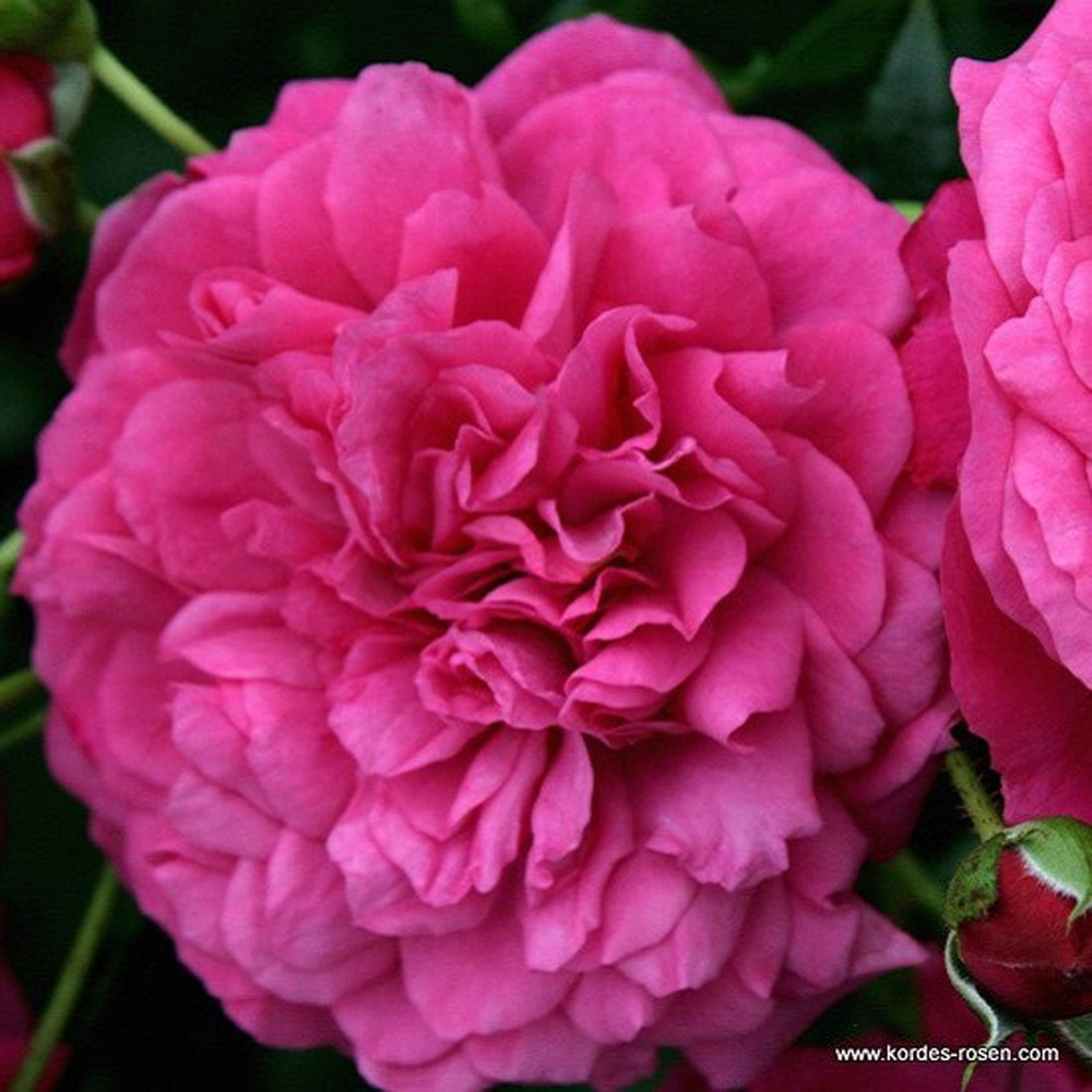 2 x rosier grimpante kordes - rosa 'laguna'®