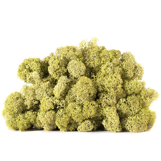 Lic/4082 lichen stabilisée vert olive box 4 kg