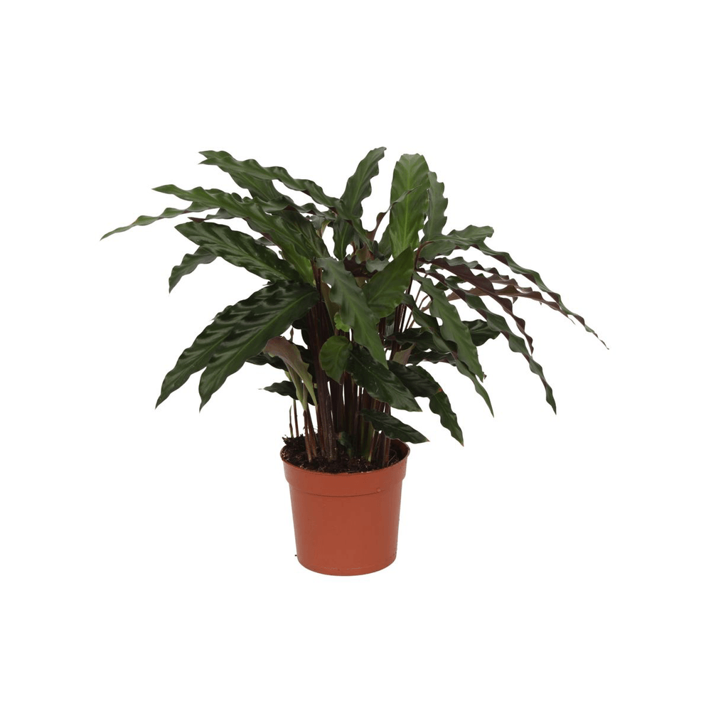 Calathea elgergrass - plantes d'intérieur