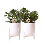 Verts colibri | ensemble de 2 plantes succulentes en pots nordiques décoratifs blancs - pot en céramique taille 9cm