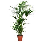 Kentia palmier - howea forsteriana - plante verte interieur vivante - purifiante - pot 18cm - hauteur 90-100cm