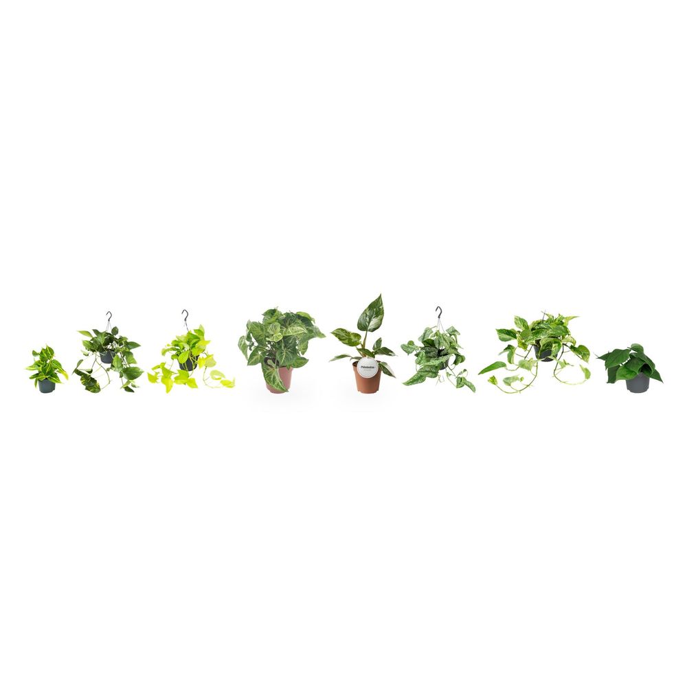 Mur végétal a composer - 8 grimpantes — lot de 8 plantes