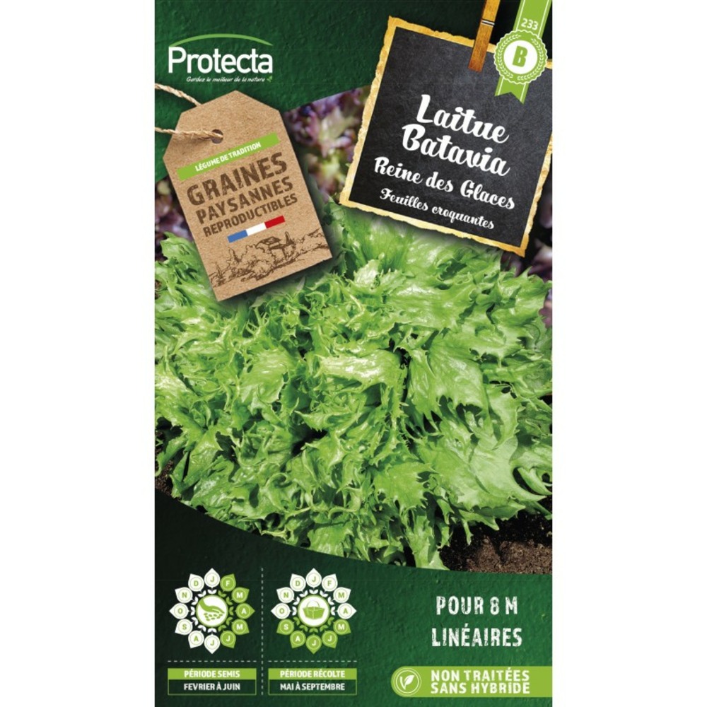 Graines paysannes - laitue batavia reine des glaces
