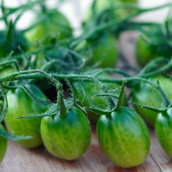 Plant de tomate green envy type cerise godet