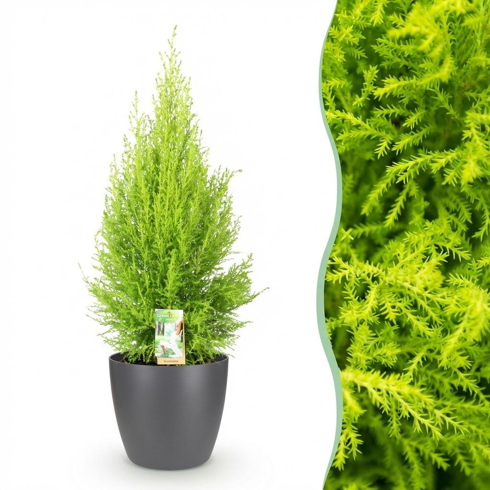 Cupressus gold crest wilma - conifère d'intérieur - pot de 21cm - hauteur 85-95cm - plante d'extérieur