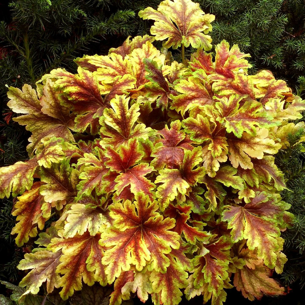 Heucherella golden zebra® godet