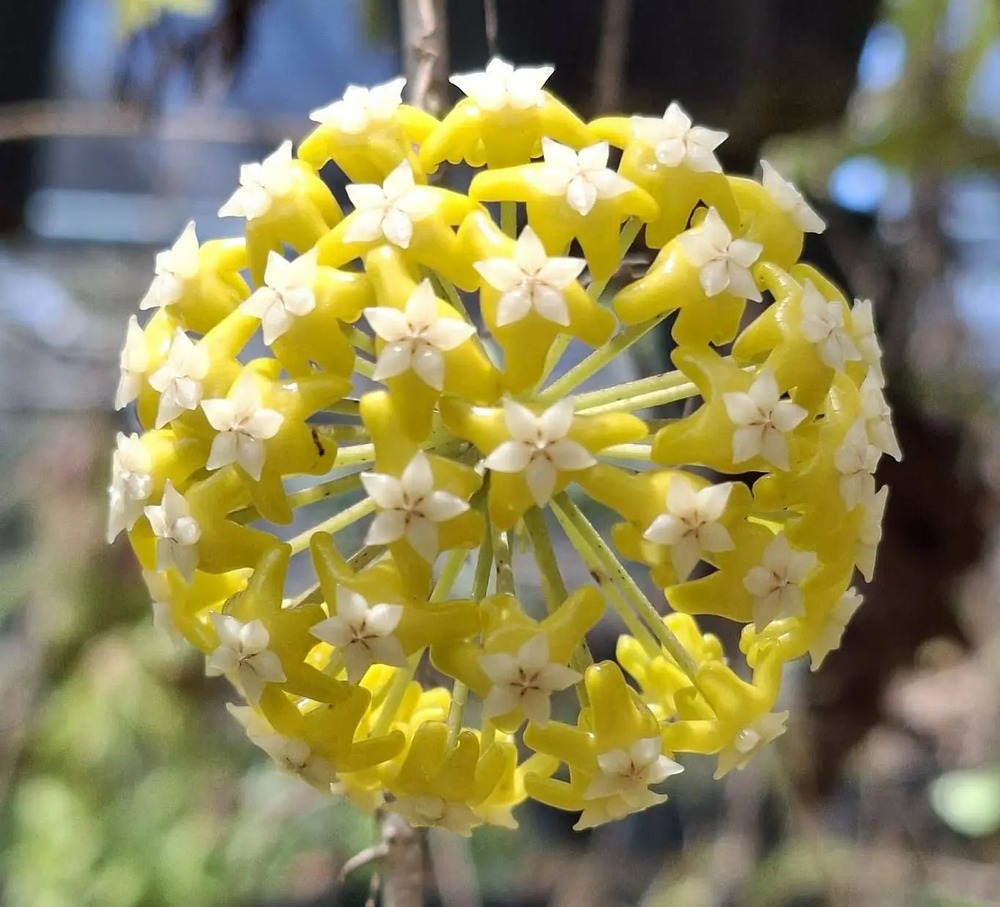 Hoya 'timor' - pot de 10cm