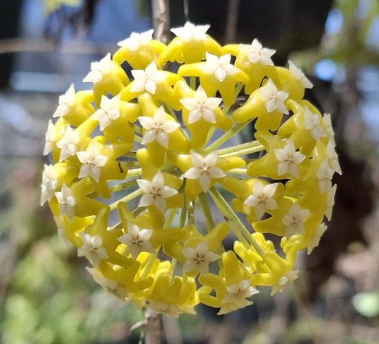Hoya 'timor' - pot de 10cm