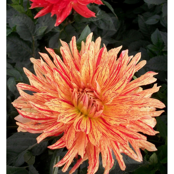 Bulbe de dahlia cactus gatsby sachet de 1 bulbe