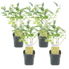Forsythia intermedia 'minigold' - set de 4 - forsythia gold lilac - pot 17cm - hauteur 25-40cm