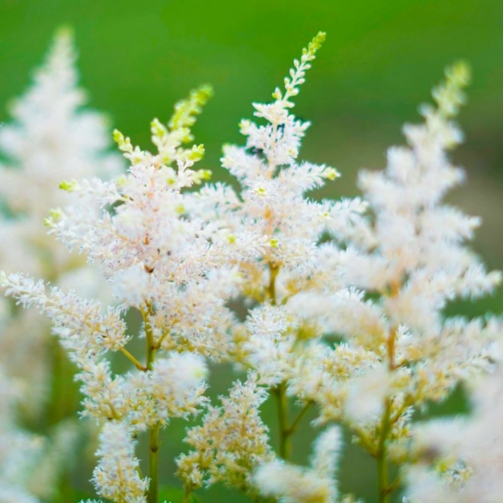 3 astilbes d'arends 'mont blanc'