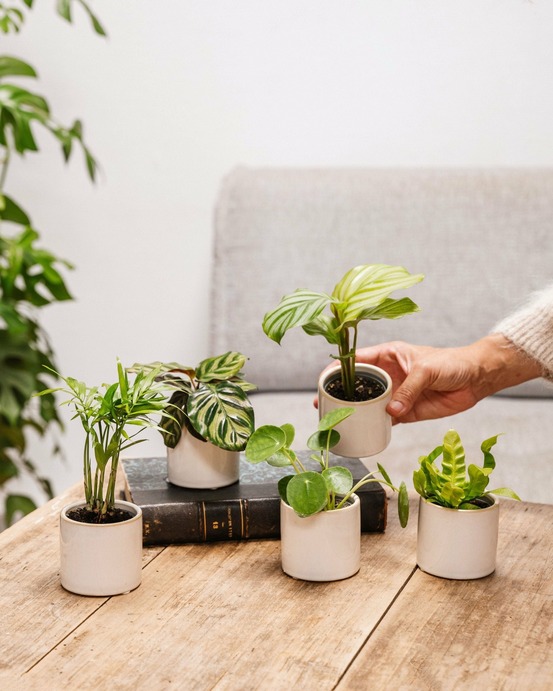 Coffret baby plantes 27cm - plante d'intérieur