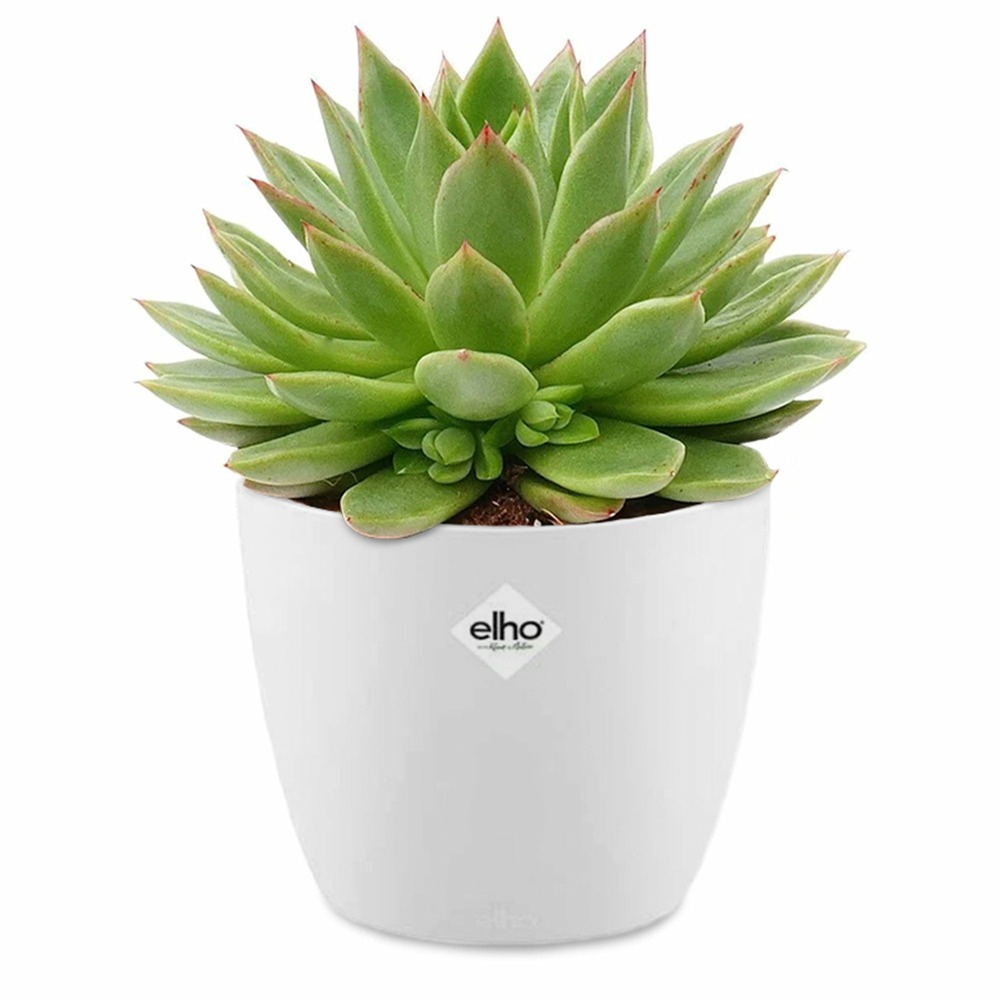 Echeveria agavoides et son cache-pot blanc elho - le pot de 12 cm et le cache pot de 14 cm. Hauteur livrée 5 cm