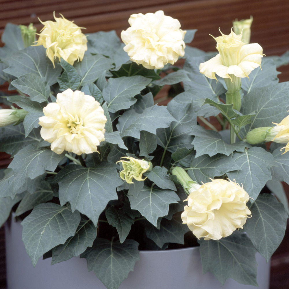 Datura 'double golden queen' le sachet de 8 graines environ