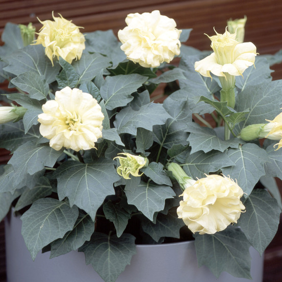 Datura 'double golden queen' le sachet de 8 graines environ