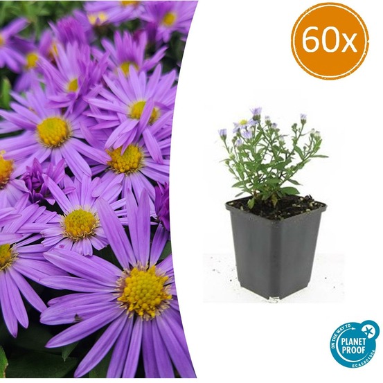 Aster nain d'automne 'prof. Anton kippenberg' x60 – entre 3,75 et 5m2