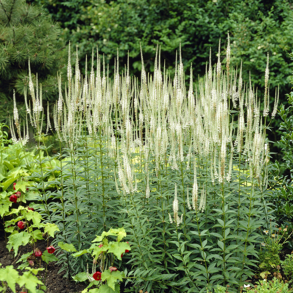 Véronique de virginie blanche - le pot / ø 9cm
