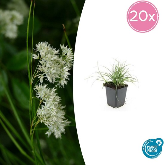 Luzule blanche x20 – entre 1,25 et 1,67m2