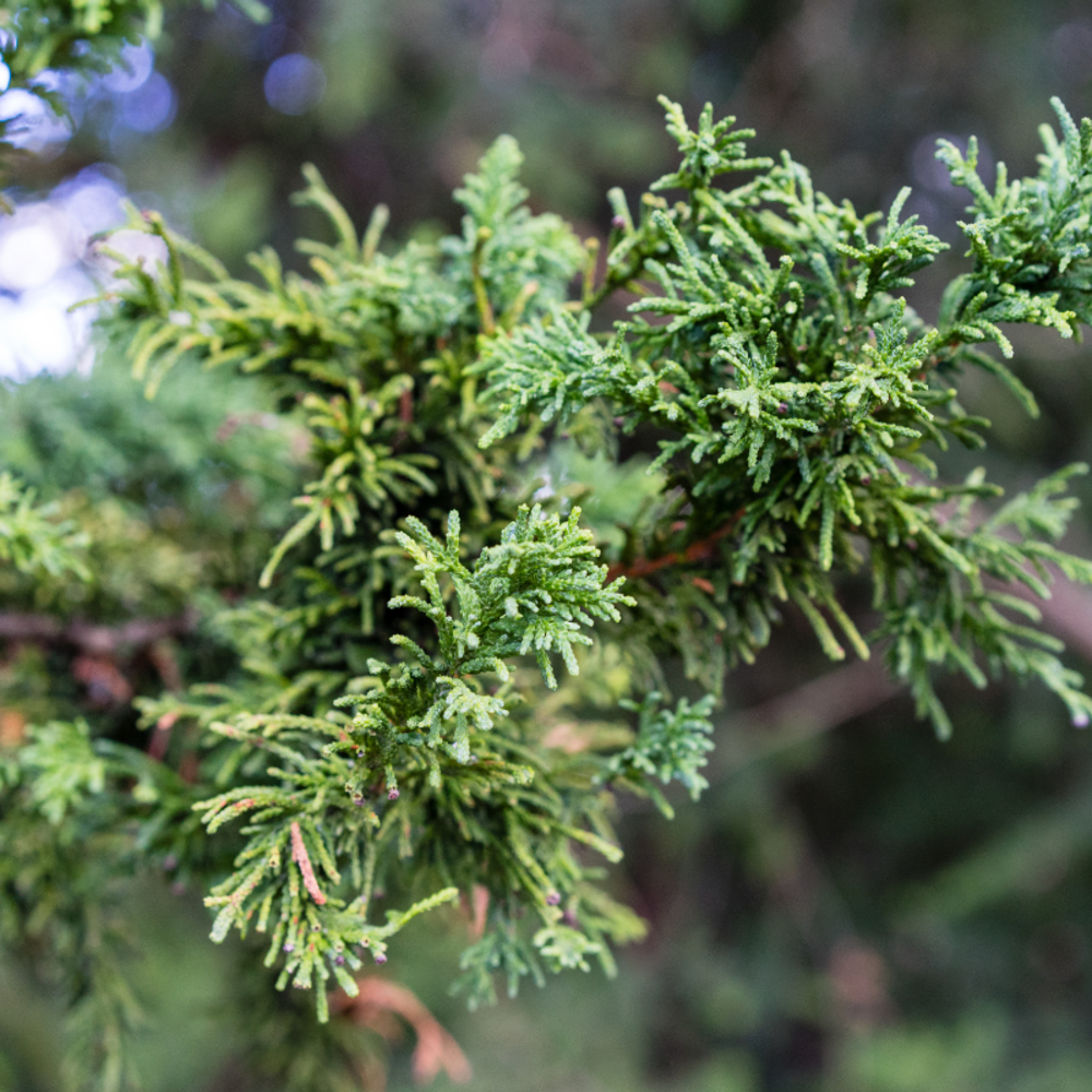 Faux-cyprès de hinoki pygmaea - chamaecyparis obtusa pygmaea 30/35cm pot 8l