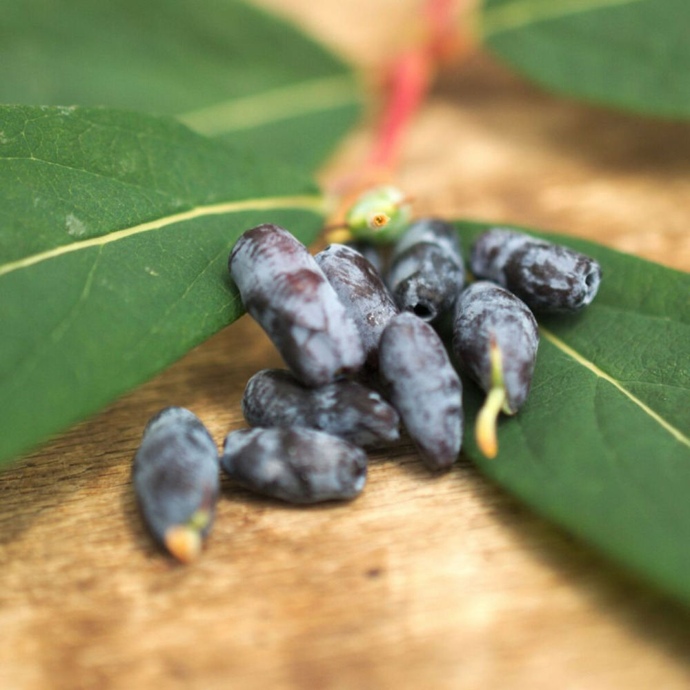 Baie de mai edulis godet - 5/20 cm