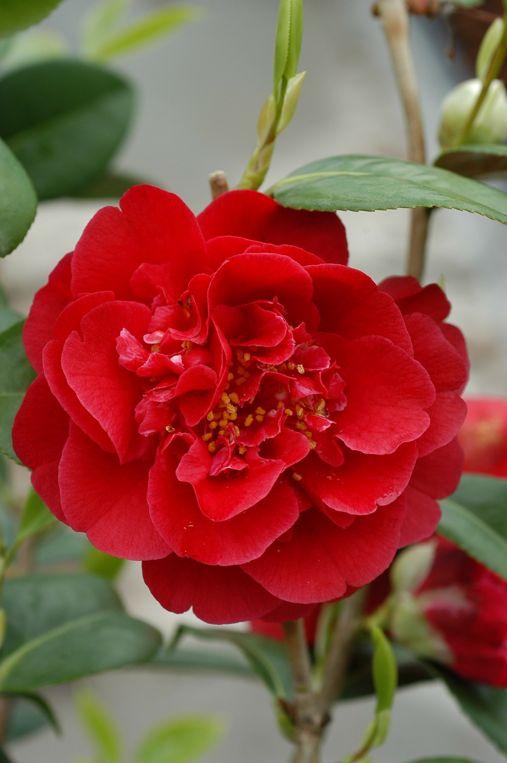 Camélia 'strawberry perfect' - en pot de 1 litre