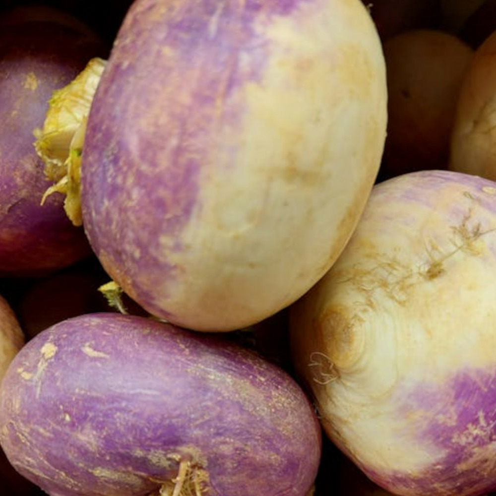 Graines de navet mélange de couleur - vilmorin sachet