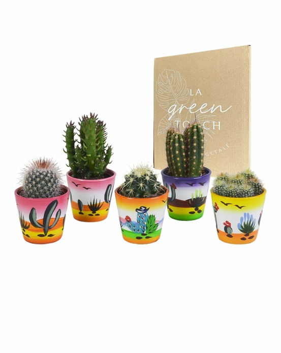 Mix de 5 cactus h13cm