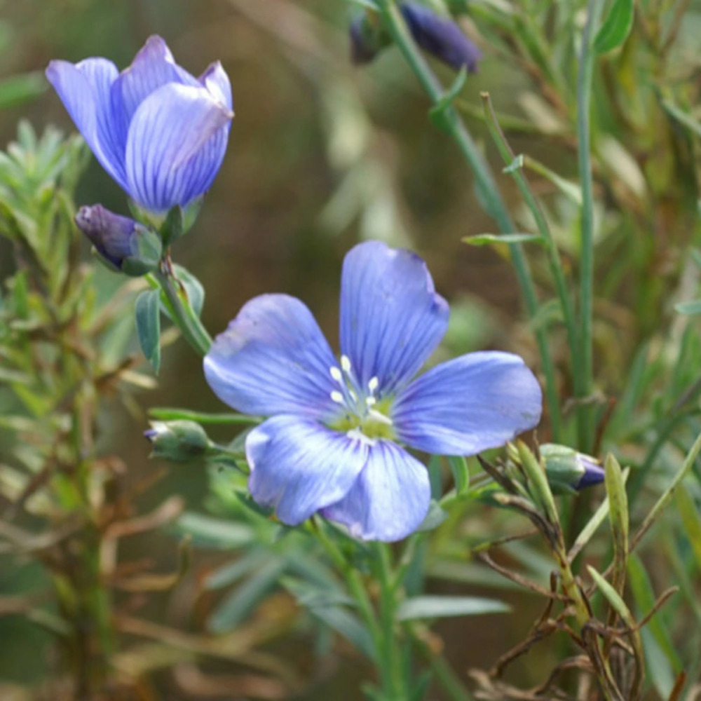 Lin vivace saphir lot de 3 godets