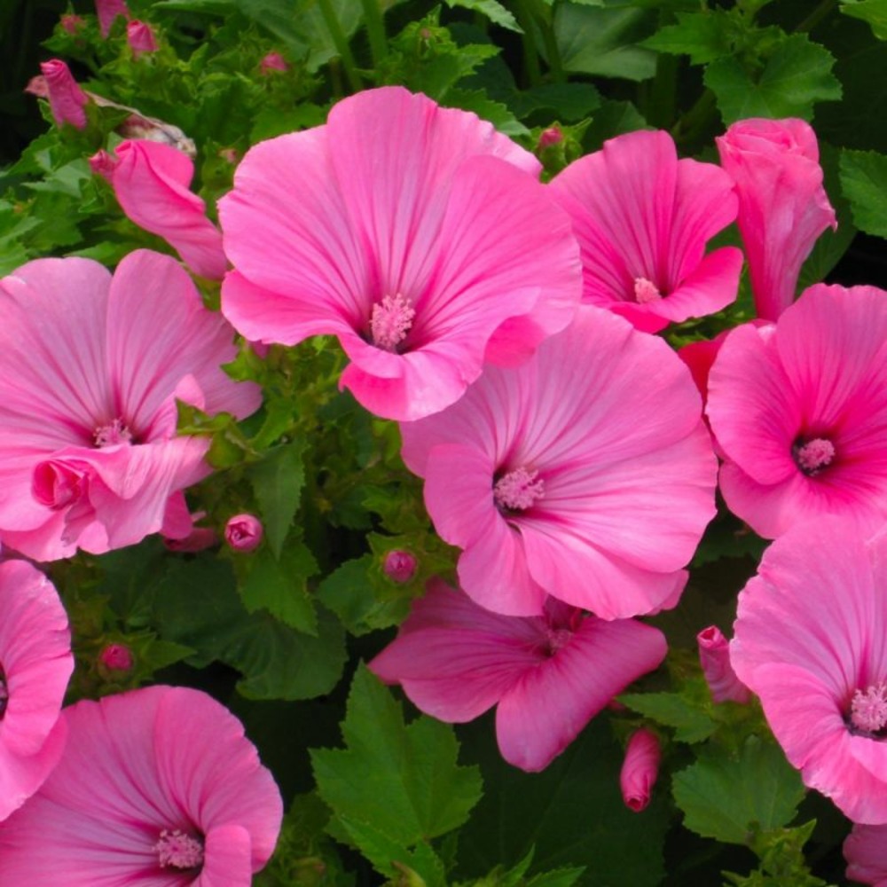 2 Lavatères de Thuringe (Lavatera Thuringi…