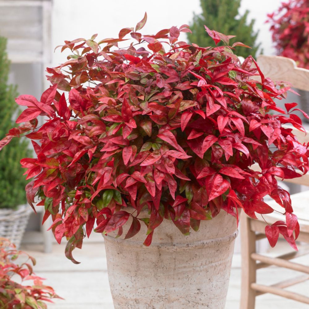 Bambou sacré blush pink® 'aka', nandina pot de 3l - 20/40 cm