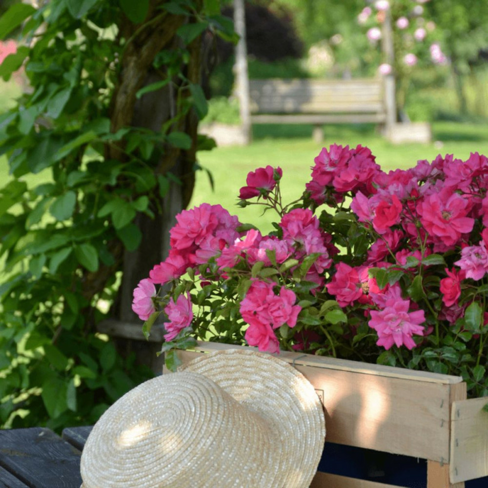 Rosier arbustif decorosier® emera® 'noatraum' pot de 2l - 40/60 cm