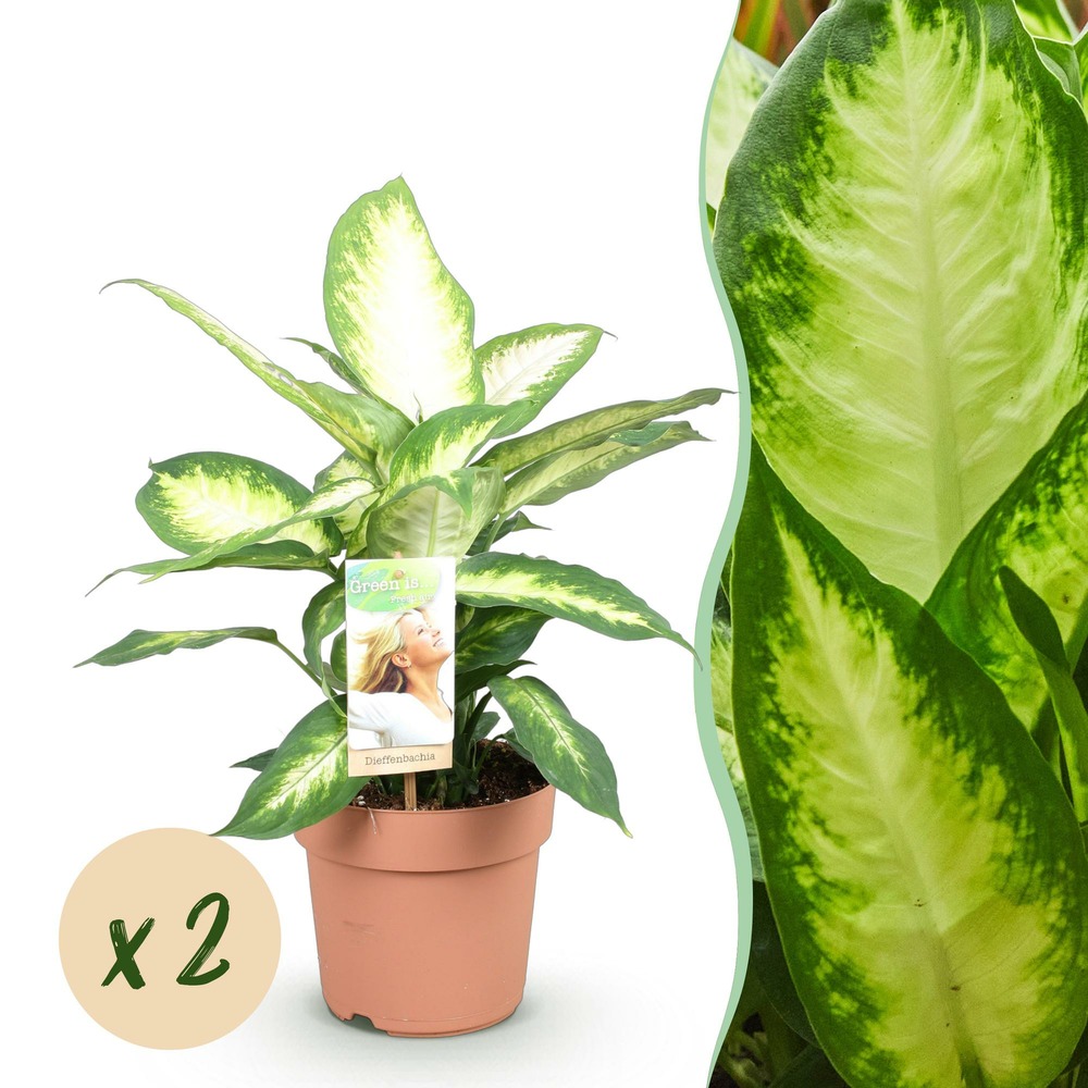 Dieffenbachia camilla – pot 17 cm – hauteur 45-50 cm