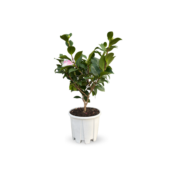 Camellia japonica blanc - plante fleurie - ↕ 50-60 cm - ⌀ 21 cm - plante d'extérieur