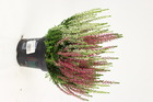 Plant de bruyere calluna bicolore  pot 11 cm