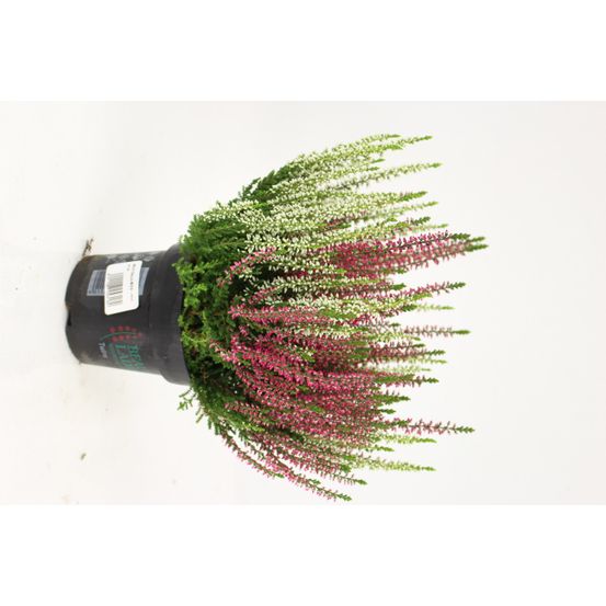Bruyere calluna bicolore pot 11 cm