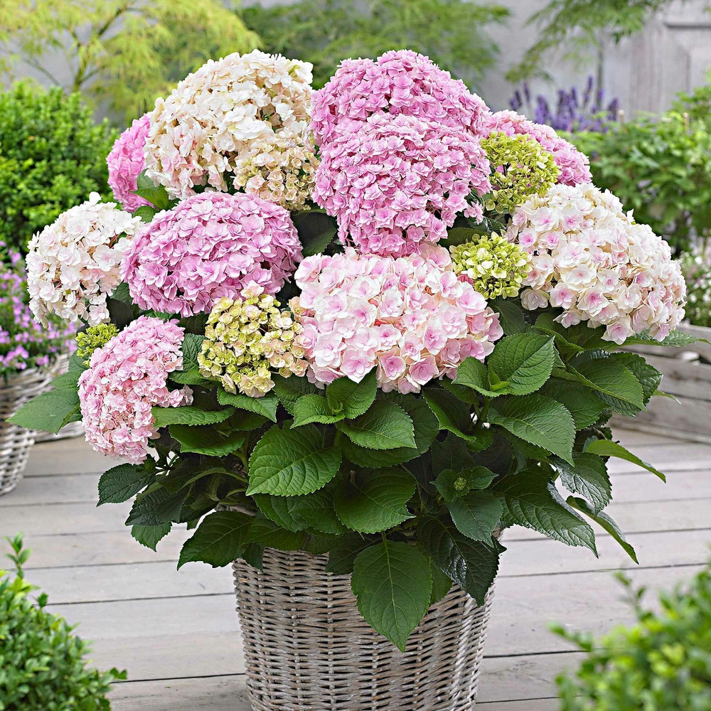 Hortensia doppio nuvola - le pot / 1.5l / hauteur livrée 20-25cm