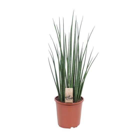 Sansevieria mikado - ø19cm - ↕70cm - plantes d'intérieur