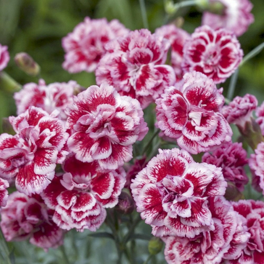 Œillet 'scent first sugar plum' godet de 7/8 cm