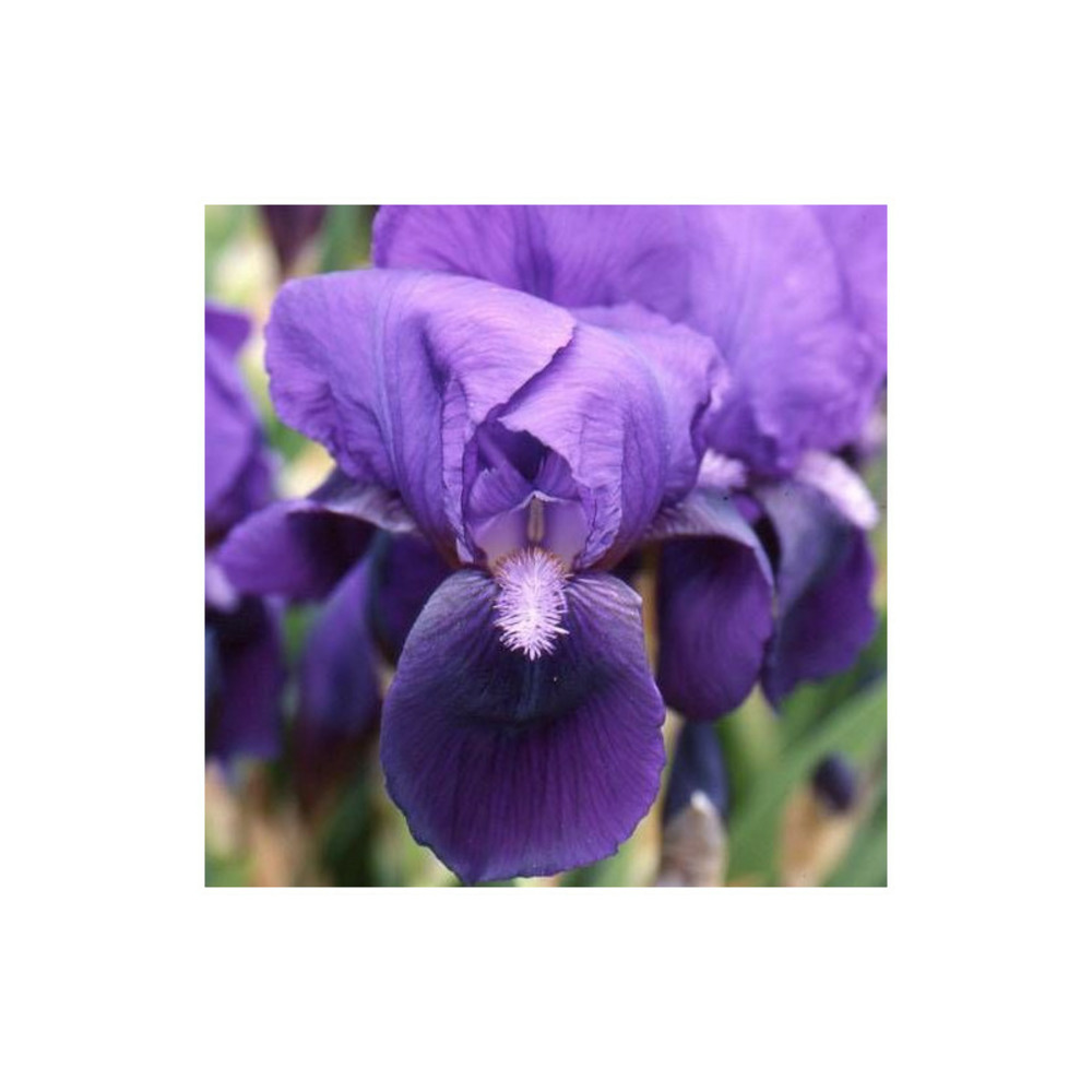 Iris des jardins eleanor roosevelt godet - 5/20 cm