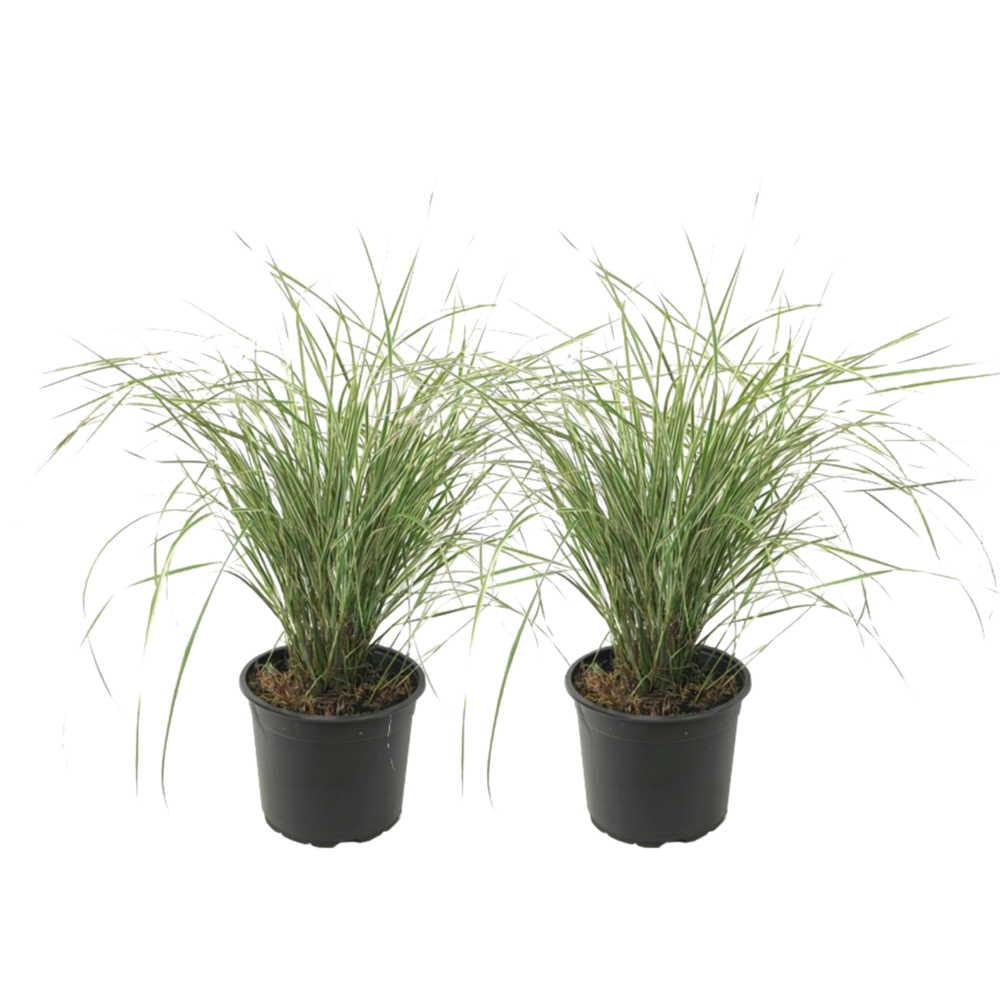 Calamagrostide - set de 2 - calamagrostis 'overdam' - hauteur 20-30cm - ⌀23cm
