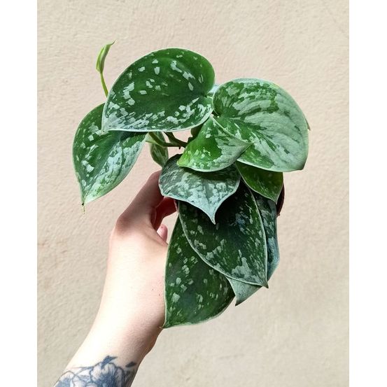 Scindapsus pictus