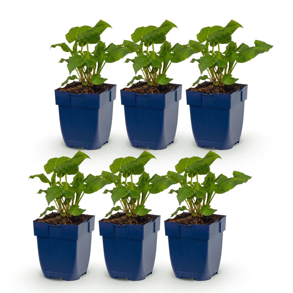 Renouée 'alba' - lot de 6 - pot 11 cm - hauteur 25 cm - plante d'extérieur