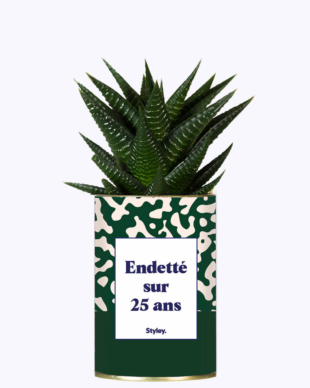 Plante facile à entretenir - endetté sur 25 ans - cactus