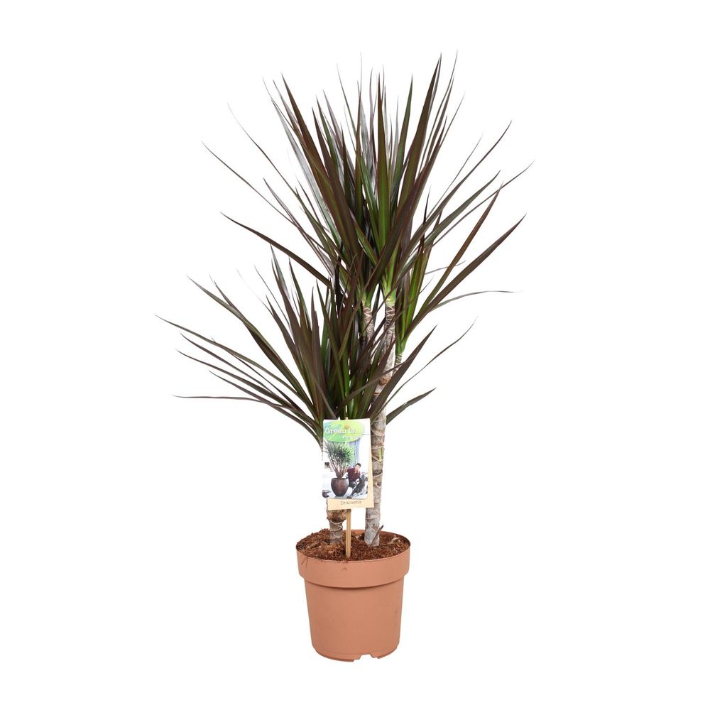 Dracaena magenta - ø17cm - ↕80cm - plantes d'intérieur