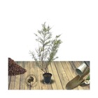 Tamaris d'été ramosissima rubra/tamarix ramosissima rubra[-]pot de 4l - 40/60 cm