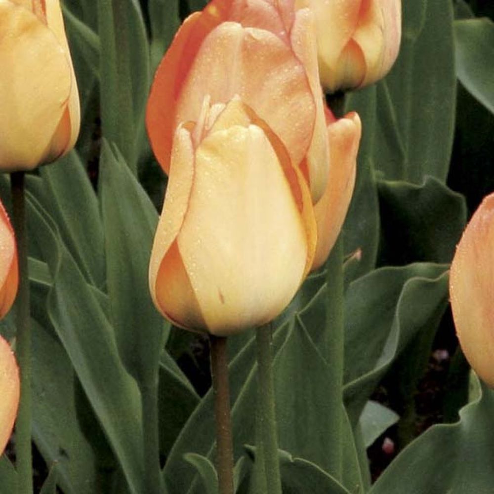 Tulipe de darwin 'daydream' bulbe calibre 10+ (par 10)