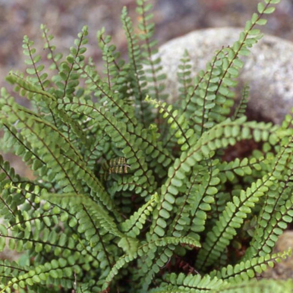 Capillaire des murailles trichomanes lot de 9 godets