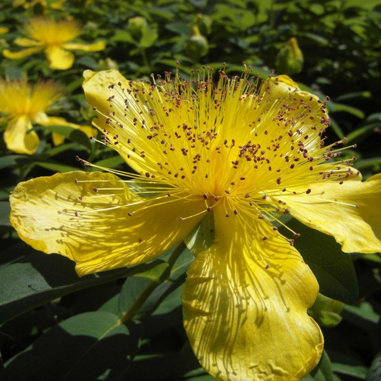 Millepertuis calycinum, hypericum pot de 3l - 20/40 cm