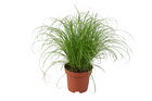 Plante d'intérieur - herbe à chat 28.0cm