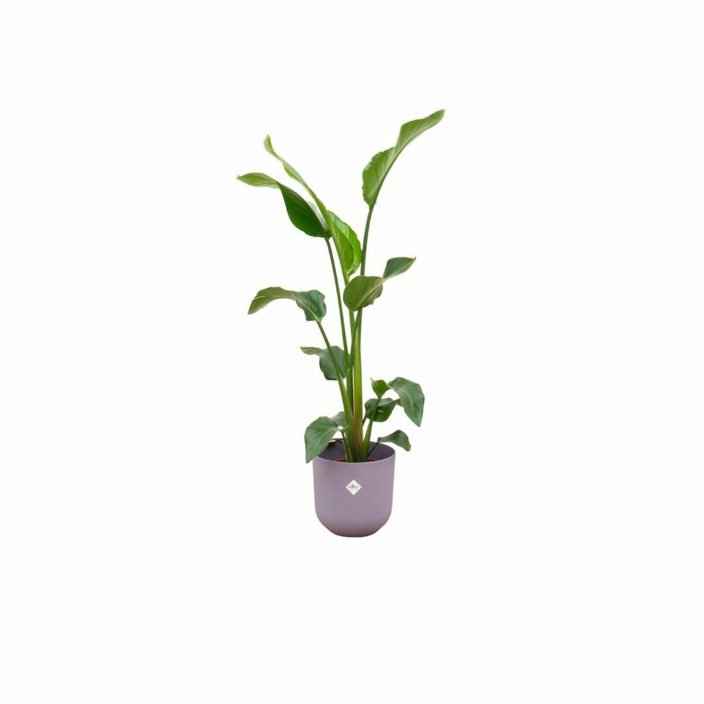 Strelitzia nicolai 100cm et son pot violet 23cm - hauteur 100cm